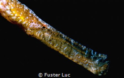 Posidonia's pipe fish (Syngnathus typhle) by Fuster Luc 